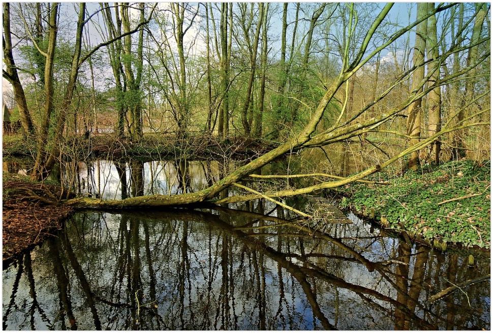 Picture of a tree falling in a forest
